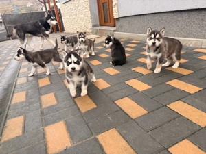 pui husky siberian - imagine 2