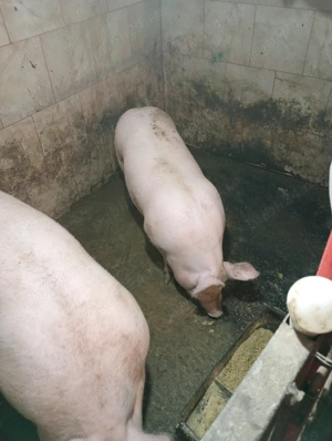 Vând porci de casă asigur tranșare întreg jumătate sau sfert