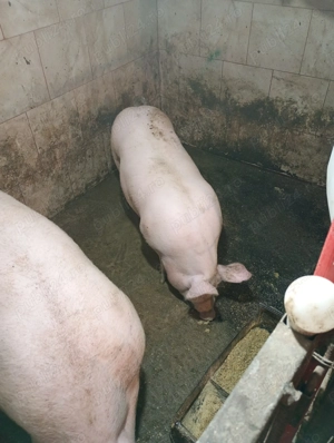 Vând porci de casă asigur tranșare întreg jumătate sau sfert - imagine 2