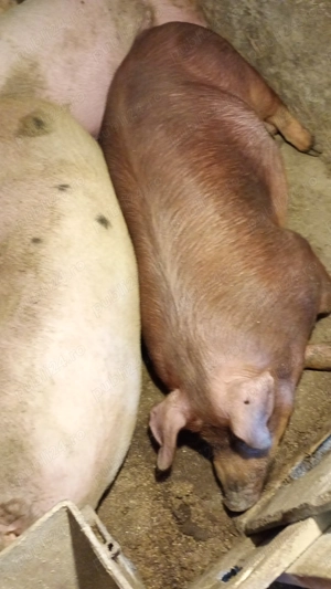 Vând porci de casă asigur tranșare întreg jumătate sau sfert - imagine 4