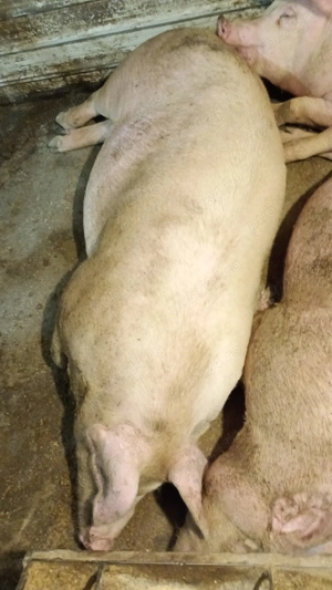 Vând porci de casă asigur tranșare întreg jumătate sau sfert - imagine 3