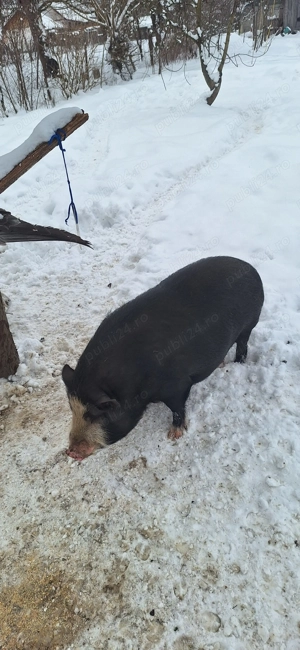 Porc vietnamez pentru consum