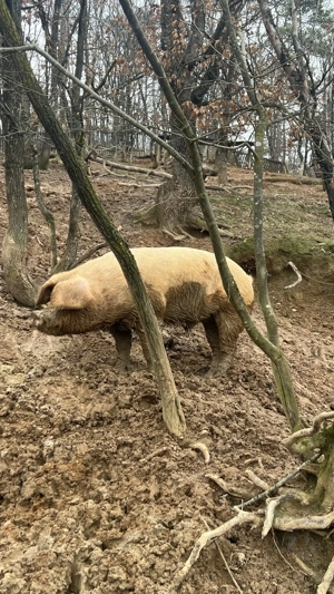 Vând vier, 2000 lei 