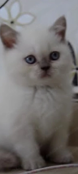 British Shorthair bluepoint!!!