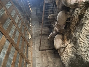 Vând purcei mangaliță cu pietrean - imagine 2