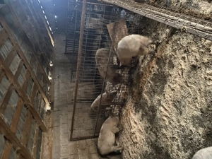 Vând purcei mangaliță cu pietrean