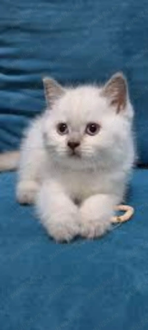 British Shorthair bluepoint!!!