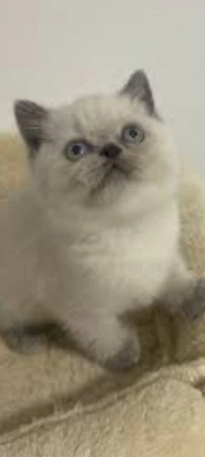 British Shorthair bluepoint!!!