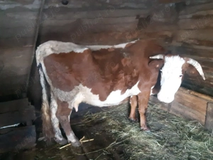 Vacii de vanzare - imagine 4