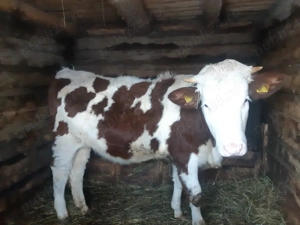 Vacii de vanzare - imagine 3