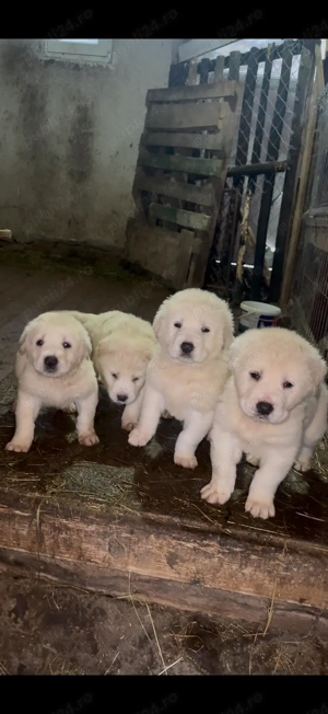 Vând 3 catelușe de asia centrala 