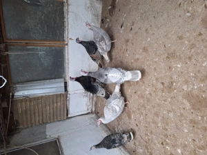 Vand familie curci - imagine 2