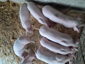 Purceivi landrace de vinzare - imagine 2