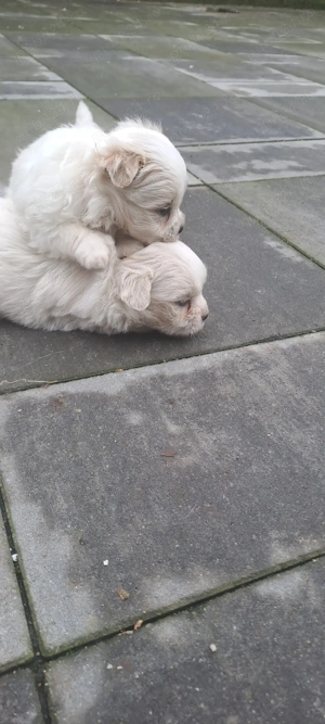 Bichon maltez talie mica  - imagine 4