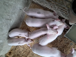 Purcei landrace de vinzare