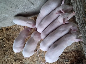 Purcei landrace de vinzare - imagine 4