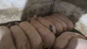 Purcei de rasa deparazitați  de vanzare   30   40 kg - imagine 3