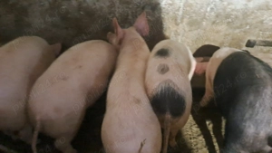 Purcei de rasa deparazitați  de vanzare   30   40 kg - imagine 2