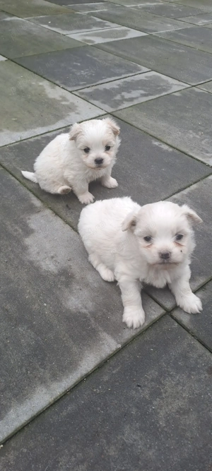 Bichon maltez talie mica  - imagine 3