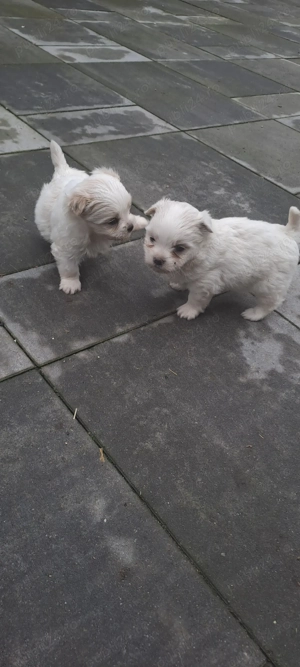 Bichon maltez talie mica 