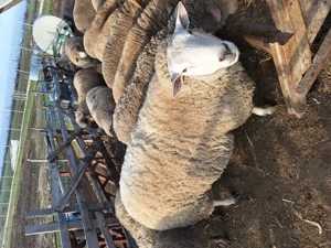 vand oi de rasa - imagine 4