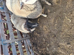 vand oi de rasa - imagine 2