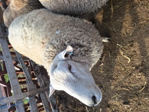 vand oi de rasa - imagine 3