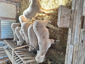 vand oi de rasa - imagine 5