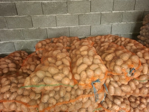 Cartofi de consum, sămânță si pentru animale ambalati sau vrac