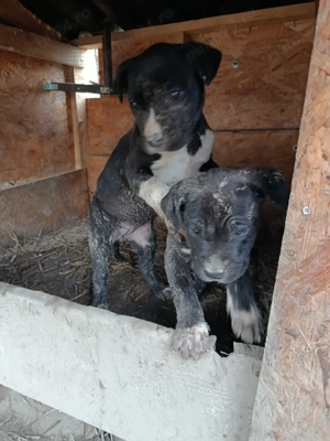 Caine presa canario-dog aregentinian pui - imagine 6