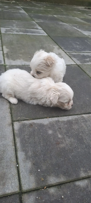 Bichon maltez talie mica  - imagine 3