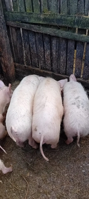 Purcei       - imagine 4