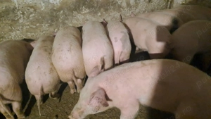 Purcei de rasa deparazitați  de vanzare   30   40 kg - imagine 4