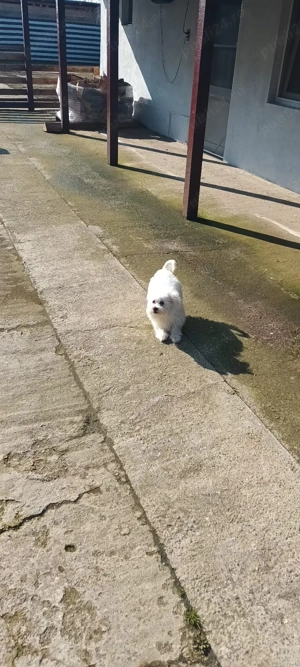 De vinzare bison maltez 1fetită 