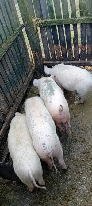 Purcei       - imagine 3