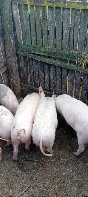 Purcei       - imagine 2