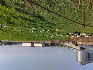 Vand rate romanesti. - imagine 4