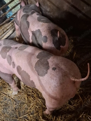 pereche reproducere pietrain fara par