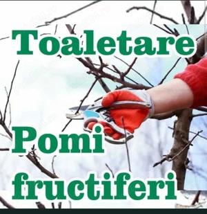 Toaletare pomi si arbusti