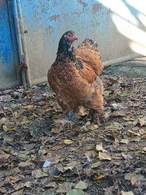 Vind cocoș rasă brahma PORȚELAN, brahma ALB. - imagine 4