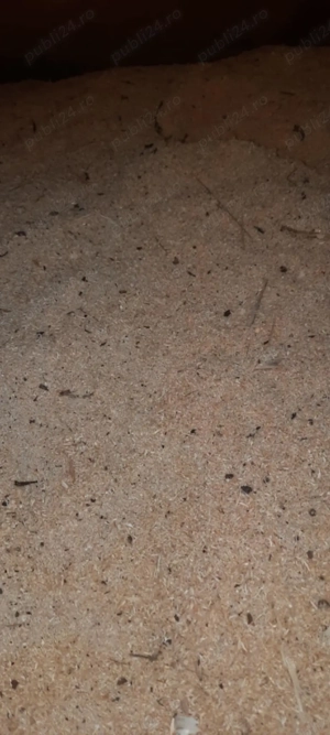 Vând rumeguș rășinoase