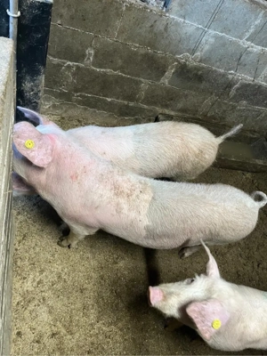 Vand soldani - imagine 2