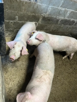 Vand soldani - imagine 4