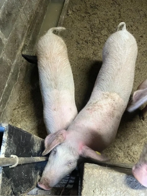 Vand soldani - imagine 3