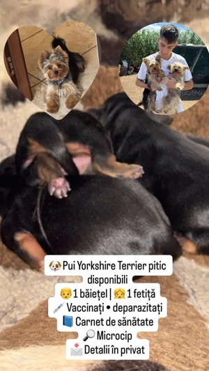 Pui Yorkshire Terrier Pitic