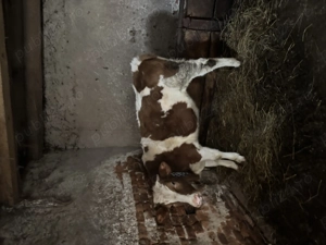 Vitea de 8 luni de vânzare Domasnea - imagine 2