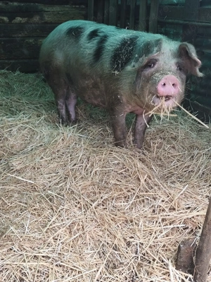 Vând porc. - imagine 5