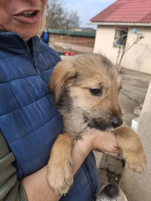 Donez 5 catei talie medie, varsta 3 luni, 