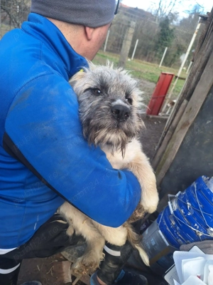 Donez 5 catei talie medie, varsta 3 luni,  - imagine 5