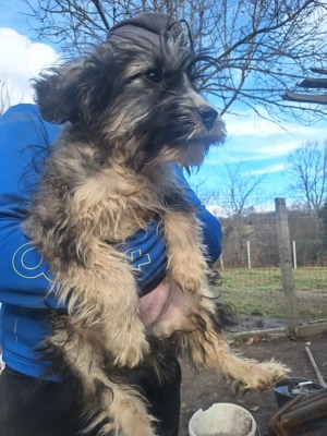 Donez 5 catei talie medie, varsta 3 luni,  - imagine 4